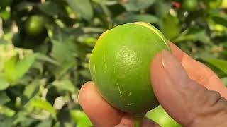 Limonga shakil berish qisqacha ! #fruit #garden