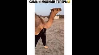 Самый модный теперь / Верблюд в трениках