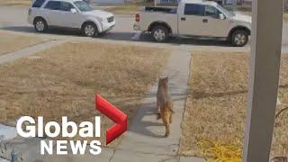 Calgary family devastated after bobcat kills cat on front porch