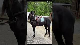 Riding Luna!