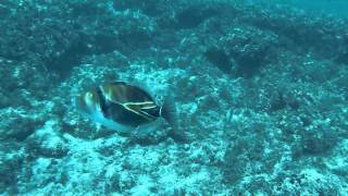 Scuba Diving Off Coast of Kona Hawaii