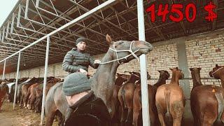 OT BOZOR! HORSE MARKET IN UZBEKISTAN! КОННЫЙ РЫНОК УЗБЕКИСТАНА!