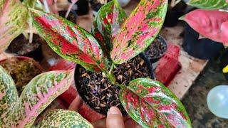 Your Aglaonema is Dying? Do this  Aglaonema Chinese Evergreen Plant Care