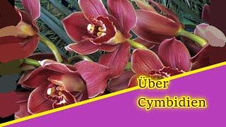 Basisiwissen: Die Cymbidium braucht einen neuen Topf!