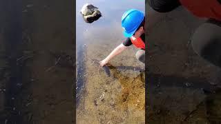 Catching Fish #shorts