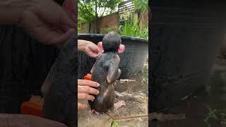 What adorable baby Icy shower! #babymonkey #adorable #cuteanimals