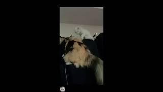 live / 2 funnycatsatisfying/catlover /MDPlus /Cat short feeds/pet cat