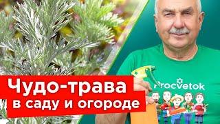 ЗАЩИТНИЦА САДА И ОГОРОДА - ПОЛЫНЬ ГОРЬКАЯ! Удивительные свойства+супер рецепт для обработки сада