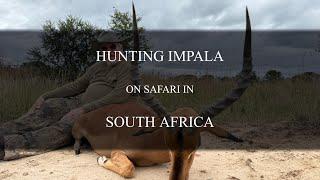 Hunting Impala in KwaZulu-Natal with Safari Quest Outfitters