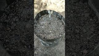 Growing basil from seeds
