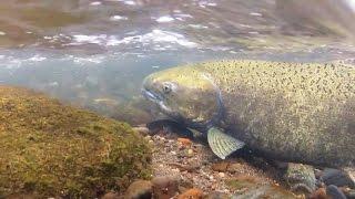 Making Way for Salmon