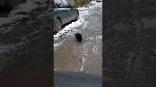 The driver stopped so that the homeless cat could drink water