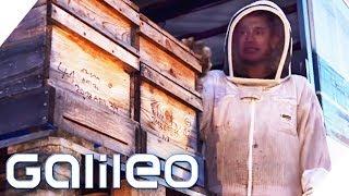 Leben zwischen Bienen - So hart ist der Job als Imker | Galileo | ProSieben