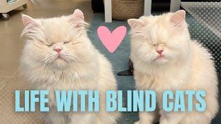 Living with Blind Cats (Tips from Moet the Blind Cat!)