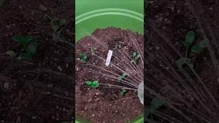  #plant #water #DIY #5minutecrafts #fun #craft #recycle #green #growth #garden #hobby #food #fyp