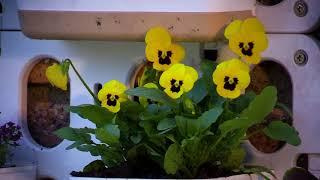 Let's Talk Gardening with Efekto EP 13 Vertical Gardening