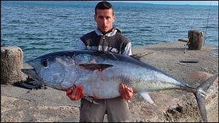 Shore fishing, Bluefin tuna 70.kg, Ulcinj (Montenegro)