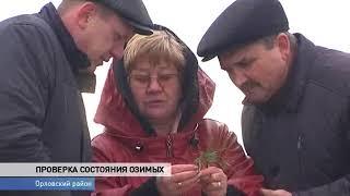 Большой урожай: специалисты проверяют озимую пшеницу на полях