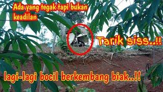 NGINTIP PENAMPAKAN BOCIL LAGI ASIK PACARAN DI KEBUN | berkembang biak sembarangan