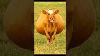 Cow Funny #cow #Shorts