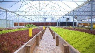 Tour an AQUAPONICS FARM in Texas  + =  Sustainable Harvesters