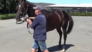 Australian Thoroughbred Bloodstock - Racehorse Shares & Syndications