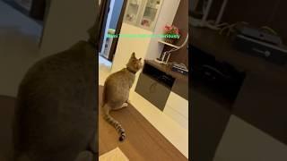 “Mimi Be Like: This Is My Show Now ”#cats #shortsfeed #catshorts #funny ️