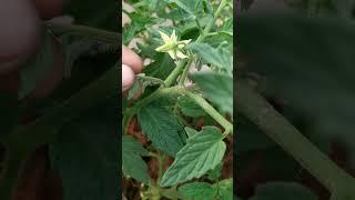 #shorts #tranding #tomato #farming #pruning #gardening sikhe