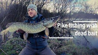 Pike fishing with dead bait in winter