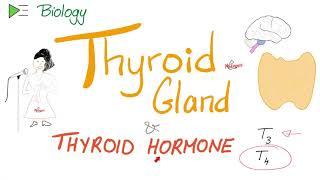 The Thyroid Gland - Thyroid Hormone (T3 & T4) - Endocrine System