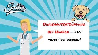 Bindehautentzündung beim Hund | Ursachen, Symptome & Behandlung