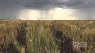 Geoff from Cecil Plains grows grain for Kialla Pure Foods