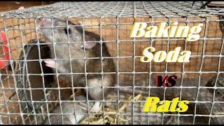 Baking Soda vs Rats - Part 2 - 6 Month UPDATE! #ratcontrol #farmlife #pestcontrol