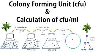 2#  Colony Forming Unit, cfu, calculation of cfu/ml