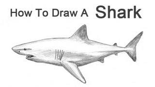 How to Draw a Shark (Great White)