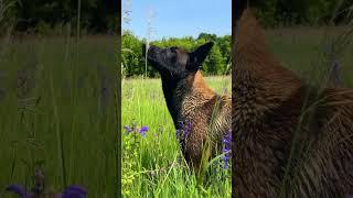 Linda smells the meadow flowers ‍️