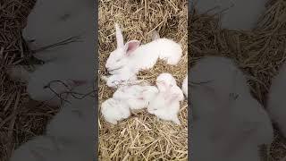 兔子的日常活动  #pets #animals #rabbit #farming #小动物