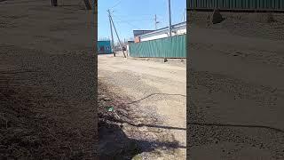 Көшеде шамалы итерді ️