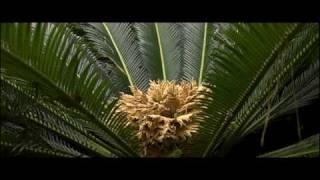 Seed Plants | Biology | Botany