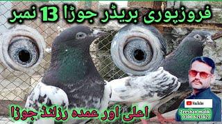 ferozpuri pigeon-ferozpuri kabootar ka shouq-best quality ferozpuri pigeon in pakistan