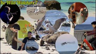 Penguin Town X The Wild Watchers 7: GNARLY ~ SEAGULL TOWN 