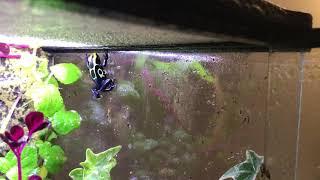 Dendrobates Tinctorius Robertus