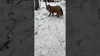 Ли Сяо / Alice the Fox Лиса Алиса (Лиса собой довольна!!)