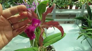 Cattleya dowiana x Schomburgkia splendida