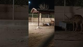 Rare brown deer with black dots | Ghoom with mohsin jee #ghoomwithmohsinjee