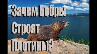 Зачем бобры строят плотину?