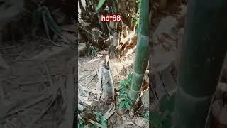 Build a tent to take shelter right in the bamboo shoot bush #hdt88#shelter#bamboo shoots#