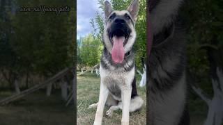 #beautiful #dogs #вео #pets