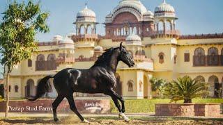 Marwari Horse Farm In Rajasthan  Pratap Stud Farm Tour Jodhpur Rajasthan India