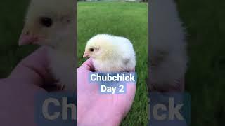 NFT Chicken - Chubchick. Day 2